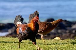 Phát hiện nơi Mỹ thả rông 400.000 con gà nhưng kỳ lạ không ai ăn, vì sao?