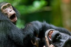 Một điểm chung đáng kinh ngạc giữa người và vượn lớn mới được phát hiện