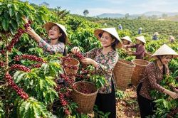 Giá cà phê hôm nay 28.6: Giảm 600 đồng/kg, vì sao mốc 90.000 đồng/kg vẫn chưa mất hẳn?