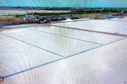 Cà Mau kịp thời hỗ trợ diêm dân khôi phục sản xuất sau mưa trái mùa