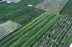 Gần 100 tác phẩm lan tỏa, bảo vệ giá trị ngành nghề nông thôn