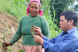 Trồng s&acirc;m d&acirc;y n&acirc;ng cao thu nhập cho đồng b&agrave;o Xơ Đăng