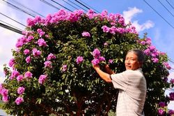 Hoa bằng lăng nhuộm sắc cao nguy&ecirc;n