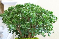 Top 4 cây cảnh giúp thanh lọc không khí, mang lại cảm giác thư giãn