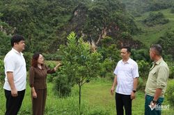 Vùng đất chiến trường xưa trở thành 'mỏ vàng xanh'