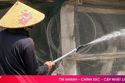 Chăn nuôi không tiếp xúc giải pháp tạo 'lá chắn sinh học' trước dịch tả lợn châu Phi