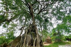 Cận cảnh c&acirc;y sanh di sản ngh&igrave;n tuổi &ocirc;m đ&aacute; thế 'm&acirc;m x&ocirc;i con g&agrave;' độc nhất v&ocirc; nhị ở Nghệ An