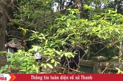 Chuyện c&acirc;y ổi 'cười' ở cố đ&ocirc; Lam Kinh