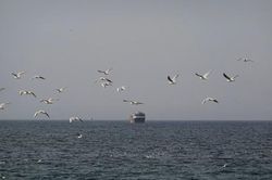 IMO nối lại chiến dịch giải cứu thủy thủ mắc kẹt tại eo biển Hormuz