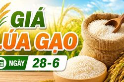 Giá lúa gạo ngày 28-6: Lúa tươi 'mất thêm' 100 đồng/kg, gạo ổn định
