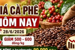 Giá cà phê hôm nay 28/6: Giảm sau khi vượt 90.000 đồng/kg