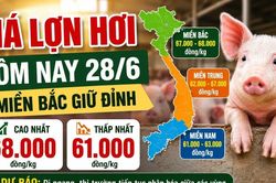 Giá lợn hơi hôm nay 28/6: Miền Bắc giữ đỉnh 68.000 đồng/kg