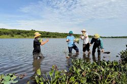 Chuyển đổi 11 ha đất nông nghiệp kém hiệu quả sang trồng sen
