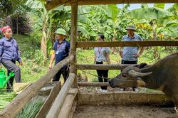 Nuôi trâu vỗ béo, mở hướng thoát nghèo ở Văn Hán