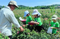 'Nông dân nhí' trải nghiệm mùa hoa sâm