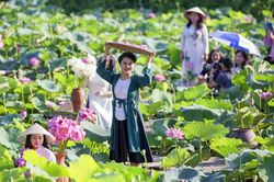 Hương sắc sen Hà Nội hút khách dịp cuối tuần
