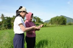 Tp. Huế: Nhiều đối tượng g&acirc;y hại c&oacute; xu hướng gia tăng tr&ecirc;n c&acirc;y l&uacute;a