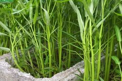 Loại rau 'quốc dân' của người Việt, giá chỉ vài chục nghìn, ở nước ngoài giá siêu đắt, bán theo từng bó nhỏ
