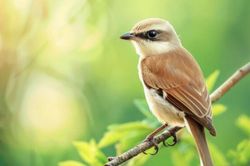 Tử vi chỉ ra giờ sinh của người lạc quan, càng về trung niên càng sung túc
