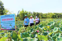 Đ&agrave; Nẵng: Đại An đổi thay nhờ m&ocirc; h&igrave;nh trồng sen kết hợp du lịch cộng đồng
