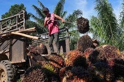 Siêu El Ninõ có thể ảnh hưởng sao đến nông nghiệp ở Đông Nam Á?