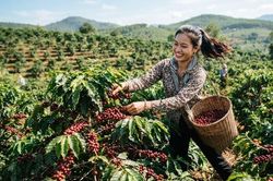 Giá cà phê hôm nay 29.6: Không đổi, thị trường vẫn neo vùng cao