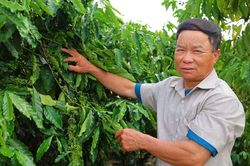 Từ ý chí người lính đến mô hình nông nghiệp doanh thu tiền tỉ