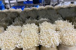 Nấm kim châm giảm stress nhưng nhóm người này không nên ăn