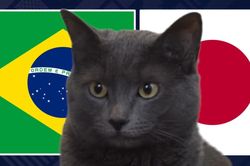 M&egrave;o 'ti&ecirc;n tri' dự đo&aacute;n kết quả trận Brazil vs Nhật Bản: Liệu c&oacute; kỳ t&iacute;ch?