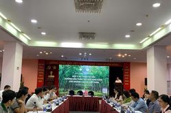 Ngành cao su tăng tốc đáp ứng EUDR trước thời hạn 1/1/2027