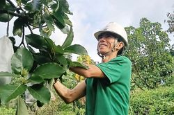 Cây bơ bám rễ trên đất đồi