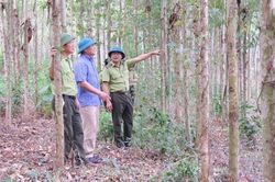 Bắc Ninh: Khai thác lợi thế phát triển rừng gỗ lớn