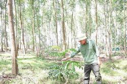 Giữ màu xanh cho đất, giữ sinh kế cho người dân