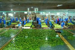 Gia Lai mở rộng đầu tư sang các tỉnh Ðông Bắc Campuchia
