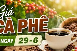 Giá cà phê ngày 29-6: Đi ngang phiên đầu tuần