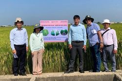 Sản xuất giảm phát thải trong lĩnh vực trồng trọt: Mở hướng tham gia thị trường tín chỉ carbon