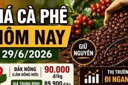 Giá cà phê hôm nay 29/6: Giữ nguyên, cao nhất 90.000 đồng/kg