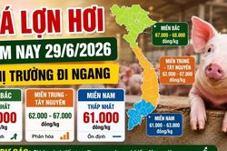 Giá lợn hơi hôm nay 29/6: Thị trường đi ngang