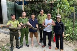 Lào Cai: Người dân tự nguyện bàn giao trăn hoang dã, khỉ đuôi lợn quý hiếm cho cơ quan chức năng