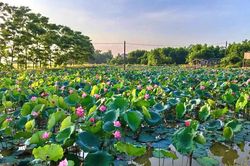 Ruộng trũng 'hồi sinh'