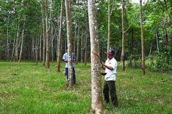 Mủ cao su tăng gi&aacute;, n&ocirc;ng d&acirc;n A Dơi phấn khởi