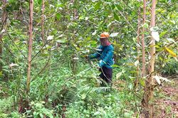 Để những c&aacute;nh rừng m&atilde;i xanh