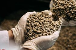 Nhượng quyền thương hiệu cà phê sạch và chất lượng đạt chuẩn ISO 22000:2018