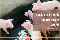 Ngày 29/6: Giá heo hơi tại nhiều nơi ở miền Bắc và miền Trung tiếp tục giảm