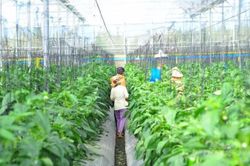 Đôn đốc hoàn thiện báo cáo, đề xuất mức hỗ trợ phát triển sản xuất giai đoạn 2026-2030