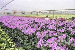 'Lá phổi' giữ môi trường sinh thái bền vững của Thủ đô
