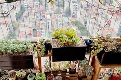 Chọn cây phong thủy theo 12 con giáp để tiền tài rực rỡ