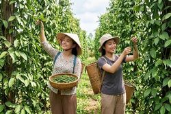 Gi&aacute; hồ ti&ecirc;u h&ocirc;m nay 30.6: Một v&ugrave;ng giảm nhẹ, cao nhất 139.000 đồng/kg