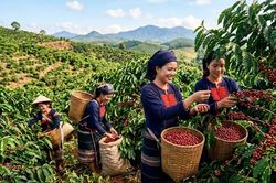 Gi&aacute; c&agrave; ph&ecirc; h&ocirc;m nay 30.6: Thị trường chờ t&iacute;n hiệu mới từ Robusta