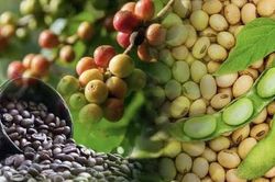 THỊ TRƯỜNG H&Agrave;NG H&Oacute;A: MXV-Index giảm nhẹ, d&ograve;ng tiền tập trung v&agrave;o nh&oacute;m họ đậu v&agrave; c&agrave; ph&ecirc;